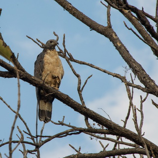Tadoba - Oriental honey buzzard
